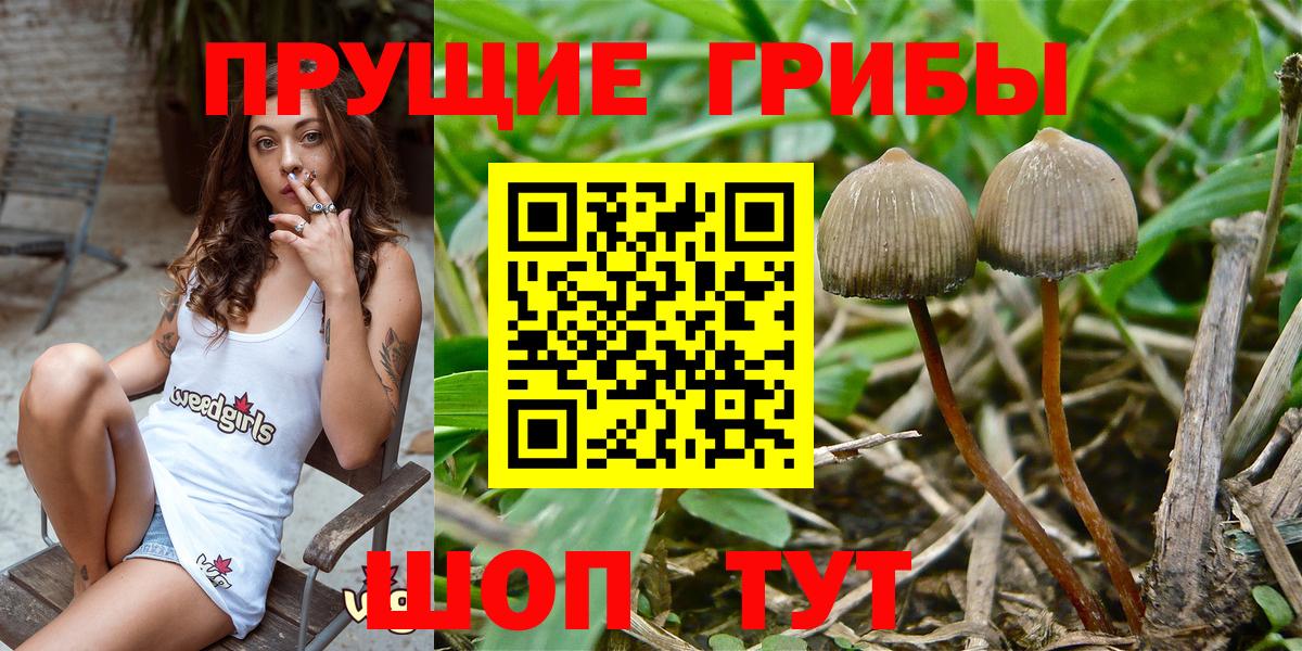 Кашира  Галлюциногенные грибы Cubensis  Вход с VPN 